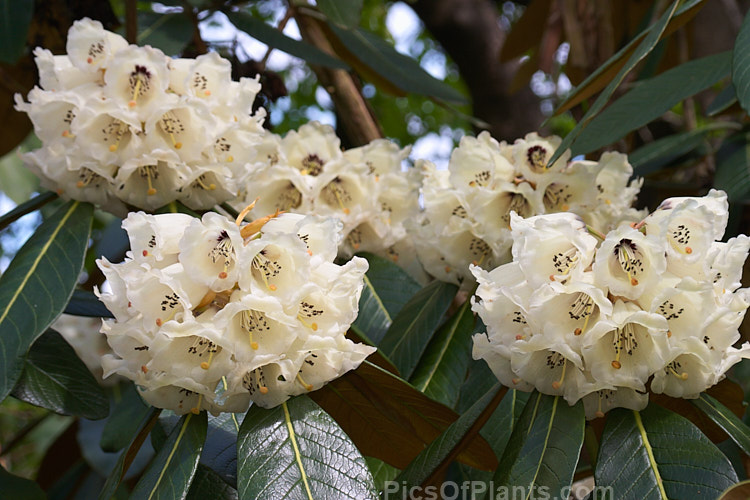 <i>Rhododendron sinogrande</i>, usually regarded as the largest-leafed of all the rhododendron species, this early-flowering, small to medium-sized tree is found in southwestern China and northeastern Burma. The leaves can be up to 90cm long, though 30cm is more common. Order: Ericales, Family: Ericaceae