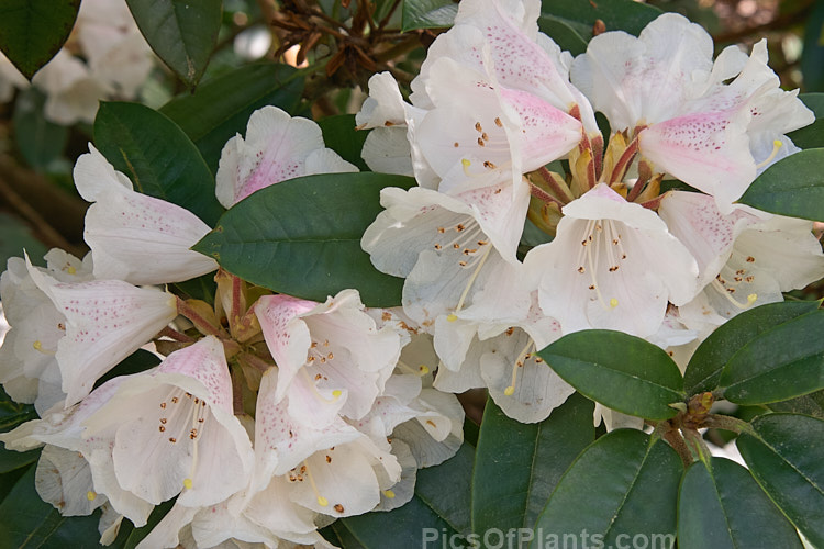 <i>Rhododendron pseudochrysanthum</i> (syn. <i>Rhododendron chrysanthum</i>), a 1-2.5m high shrub native to Taiwan, where it occurs at 1800-4000m altitude. Several cultivars with varying bud colours and foliage are grown. Order: Ericales, Family: Ericaceae