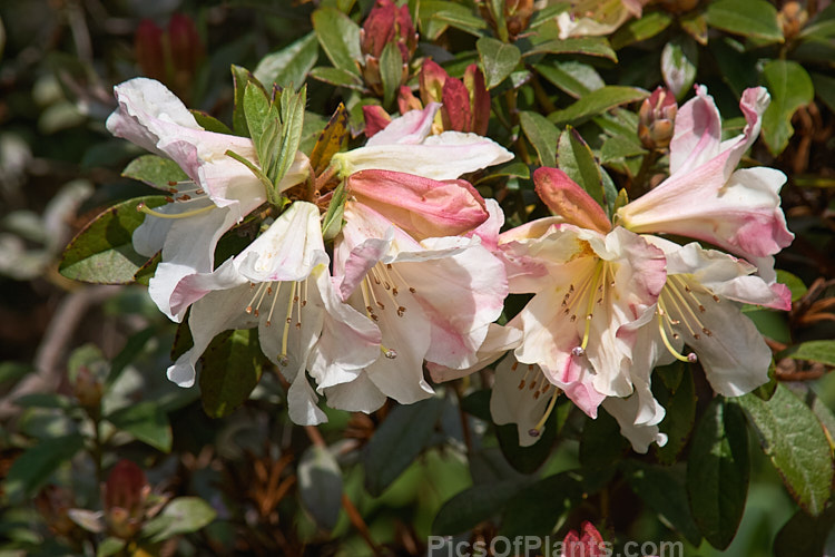 <i>Rhododendron pachypodum</i>, one of the fragrant-flowered Maddenia rhododendrons. Found in western Yunnan at 2500-3500m. 2-5-flowered clusters. Order: Ericales, Family: Ericaceae