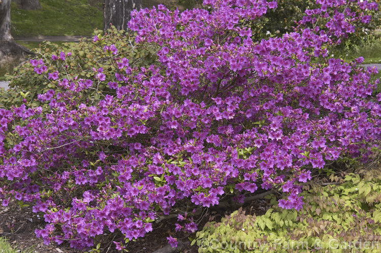 Rhododendron (evergreen azalea</i>) 'Blue Danube', although first registered in 1969, this Kaempferi hybrid was known in Holland many years before