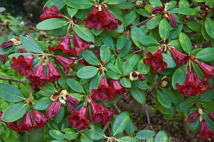 <i>Rhododendron</i> 'Ruby Hart' (<i>Rhododendron elliottii</i> x ['Elizabeth' x 'Carmen']), raised by Whitney of the USA in the mid-1950s but not introduced till the 1970s, this is a neat compact bush with very dark flowers. Order: Ericales, Family: Ericaceae