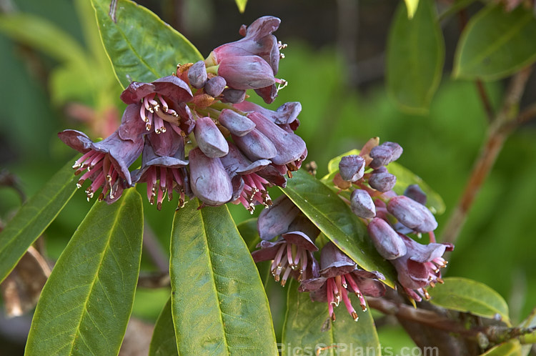 Plum-flowered Rhododendron (<i>Rhododendron pruniflorum</i>), an open, often rather leggy 1-1.5m high shrub found in northern Burma and nearby parts of India at elevations up to 3000m. The leaves have a slight blue tinge and the undersides have a coating fine, pale scales. As the name suggests, the small, waxy flowers are an unusual plum-purple-red shade. Order: Ericales, Family: Ericaceae