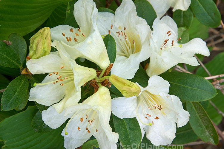 <i>Rhododendron johnstoneanum</i>, a variably sized shrub native to Assam and Manipur, India Its flowers are sometimes faintly scented and while usually white, they also occur in soft yellow to very pale pink shades. Order: Ericales, Family: Ericaceae