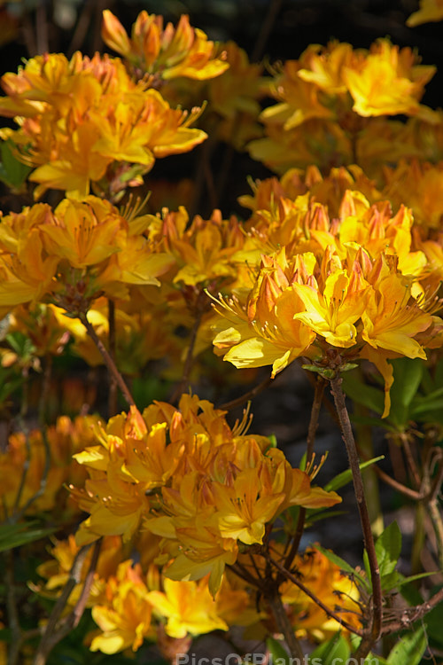<i>Rhododendron</i> (deciduous azalea</i>) 'Anthony Koster', a 1.5m high mollis hybrid introduced by Koster & Sons of England in 1892. Order: Ericales, Family: Ericaceae