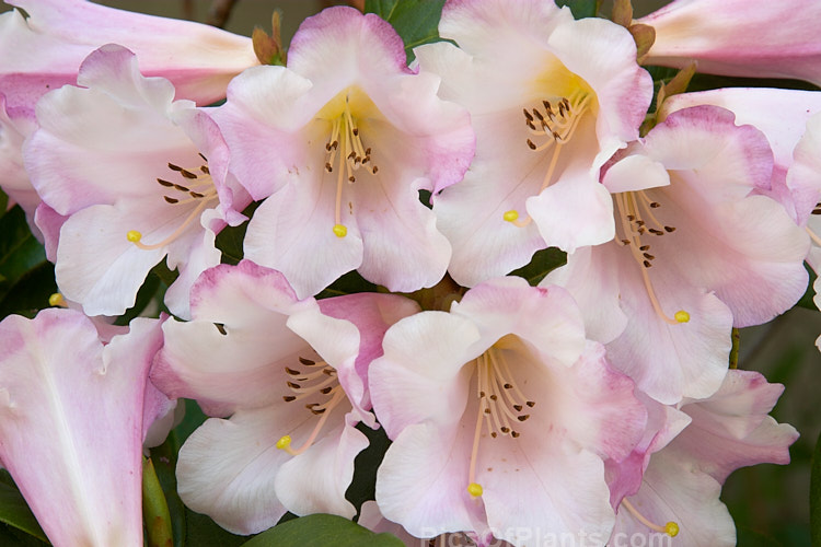 <i>Rhododendron</i> 'Countess of Haddington' (<i>Rhododendron ciliatum</i> x <i>Rhododendron dalhousiae</i>), bred before 1865, this hybrid has loose clusters of large, mildly fragrant flowers and slightly hairy foliage. Order: Ericales, Family: Ericaceae