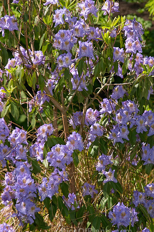<i>Rhododendron augustinii</i>, a medium-sized shrub or small tree native to southern China and Tibet. It occurs in a wide range of plant sizes and flower colour shades. It was widely used in early hybrids to introduce blue tones. Order: Ericales, Family: Ericaceae