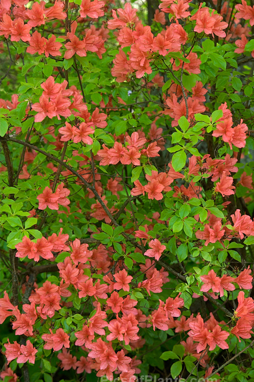 Plumleaf Azalea (<i>Rhododendron prunifolium</i>), a summer-flowering deciduous azalea native to the southeast United States. It is very hardy, grows to over 3m tall and was not botanically described until 1913. Order: Ericales, Family: Ericaceae