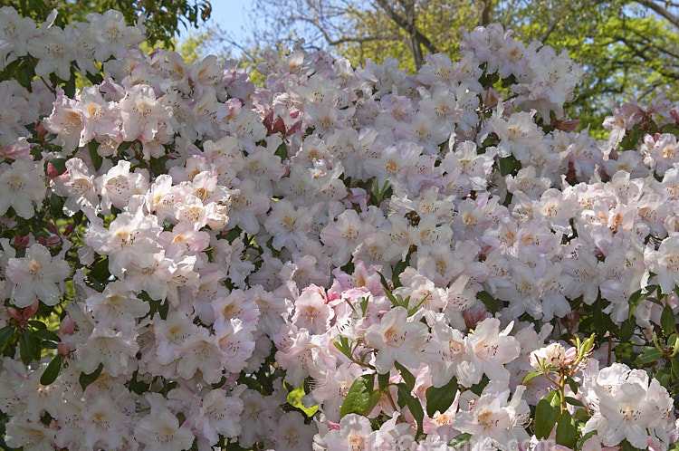 <i>Rhododendron ciliicalyx</i>, a slightly fragrant species formerly often used in hybridising. It develops into a large shrub or small tree and is sometimes epiphytic in the wild. It is closely allied to <i>Rhododendron dendricola</i>, and is native to Yunnan, Szechwan, southeastern Tibet and northeastern Burma. Order: Ericales, Family: Ericaceae