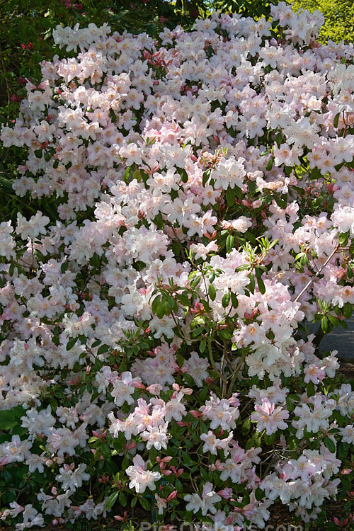 <i>Rhododendron ciliicalyx</i>, a slightly fragrant species formerly often used in hybridising. It develops into a large shrub or small tree and is sometimes epiphytic in the wild. It is closely allied to <i>Rhododendron dendricola</i>, and is native to Yunnan, Szechwan, southeastern Tibet and northeastern Burma. Order: Ericales, Family: Ericaceae