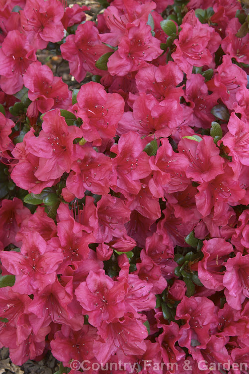 Rhododendron (evergreen azalea</i>) 'Johanna', a single to semi-double, bright deep red flower that blooms midseason. A vigorous grower with good autumn and winter foliage colour. Vivid flowers and great hardiness make it a first choice, not only for cold regions but for any exposed position 12 m high × 15 m wide