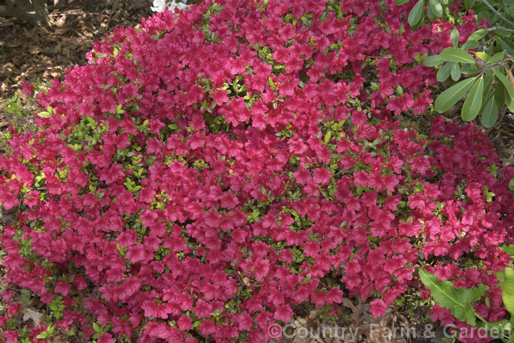 Rhododendron (evergreen azalea</i>) 'Miss Suzie'. This heavy-flowering evergreen is one of the Harris hybrids raised in Georgia, USA