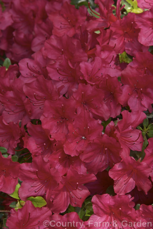 Rhododendron (evergreen azalea</i>) 'Miss Suzie'. This heavy-flowering evergreen is one of the Harris hybrids raised in Georgia, USA