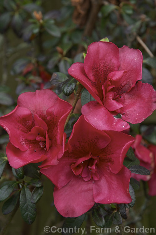 Rhododendron (evergreen azalea</i>) 'Red Poppy', a single- to petaloid semi-double-flowered Belgian Indica hybrid of unknown parentage. It is a low, spreading, heavy-flowering bush that is among the first of the evergreen azaleas to come into bloom