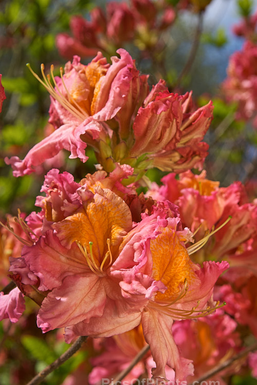 <i>Rhododendron</i> (deciduous azalea</i>) 'Neyron Rose', a hybrid of uncertain origin — probably New Zealand-raised Order: Ericales, Family: Ericaceae