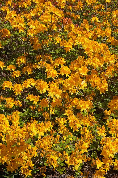<i>Rhododendron</i> (deciduous azalea</i>) 'Glow', a hybrid of uncertain origin — probably New Zealand-raised 'Glow' is a heavy-flowering bush that bloom in late spring. It will grow to around 1.8m tall x 2m wide. Order: Ericales, Family: Ericaceae