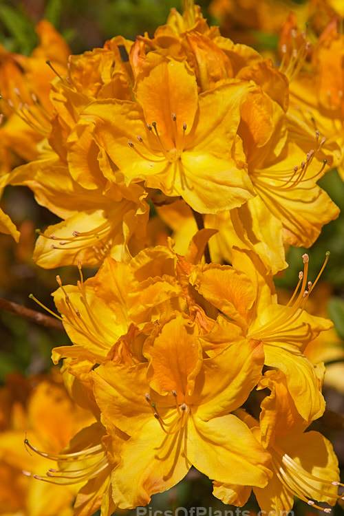 <i>Rhododendron</i> (deciduous azalea</i>) 'Glow', a hybrid of uncertain origin — probably New Zealand-raised 'Glow' is a heavy-flowering bush that bloom in late spring. It will grow to around 1.8m tall x 2m wide. Order: Ericales, Family: Ericaceae