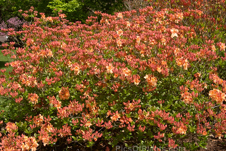 <i>Rhododendron</i> (deciduous azalea</i>) 'Barbecue', a hybrid of uncertain origin — probably New Zealand-raised Order: Ericales, Family: Ericaceae