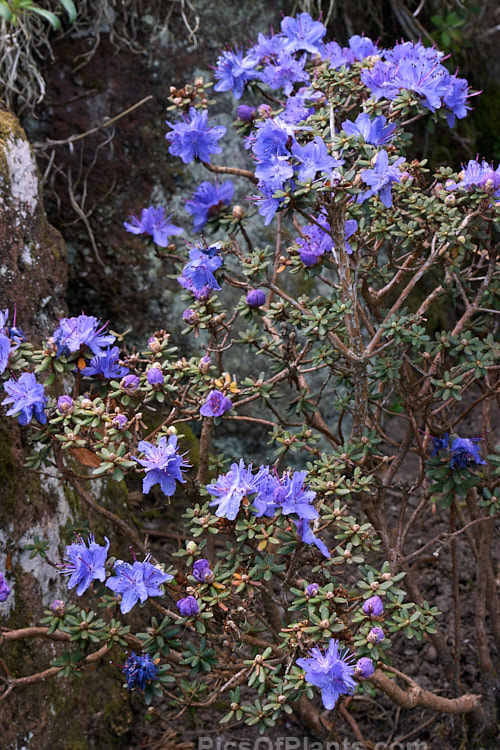 <i>Rhododendron impeditum</i>, a small, high altitude Chinese species. Its flowers are as close to blue as any rhododendron. Order: Ericales, Family: Ericaceae
