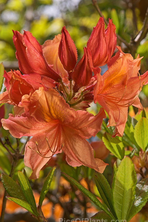 <i>Rhododendron</i> (deciduous azalea</i>) 'Giant Orange' (syn. 'Melford Giant Orange'), an Ilam hybrid raised by Dr. Yeates of Palmerston North, New Zealand. It can grow to around 4m tall Order: Ericales, Family: Ericaceae