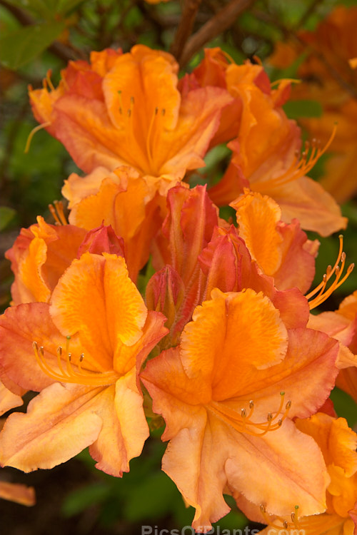 <i>Rhododendron</i> (deciduous azalea</i>) 'Carmen', an Ilam hybrid raised by Dr. Yeates of Palmerston North, NZ. Also known as 'Ilam Carmen'. Order: Ericales, Family: Ericaceae