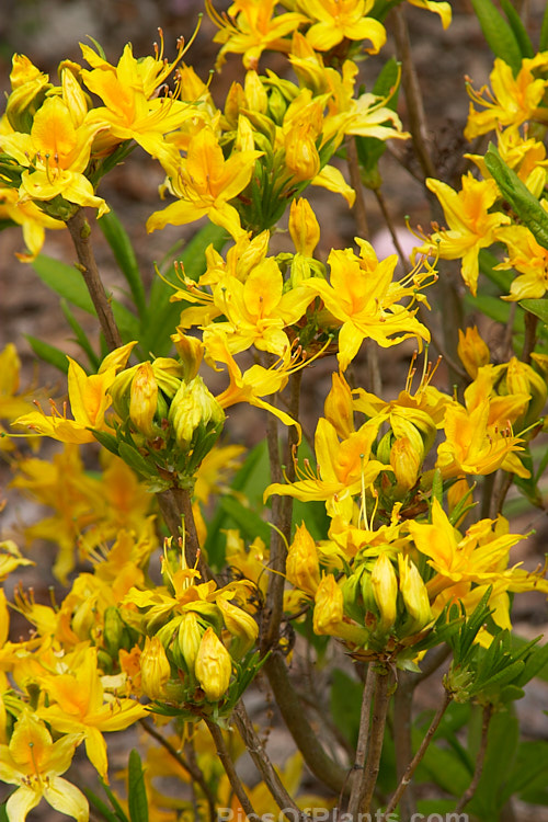 <i>Rhododendron</i> (deciduous azalea</i>) 'Ghent Yellow', a Ghent hybrid of uncertain origins. Order: Ericales, Family: Ericaceae