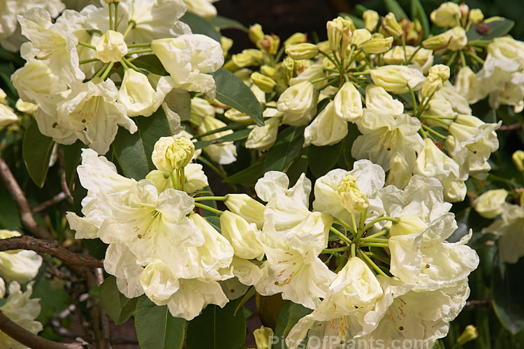 <i>Rhododendron</i> 'Lemon Lodge', ('Prelude' selfed</i>), a bushy, very pale yellow-flowered, New Zealand-raised hybrid introduced in 1972. It will eventually develop into a small tree, around 4m tall x 3m wide. Order: Ericales, Family: Ericaceae