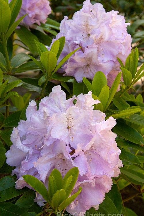 <i>Rhododendron</i> 'Blue River' ('Van Nes Sensation' x 'Emperor de Maroc'), a medium to large bush that flowers mid-season, producing massed trusses of up to 17 blooms. It was raised by Ruth Lyons of the United States and introduced in 1962. Order: Ericales, Family: Ericaceae