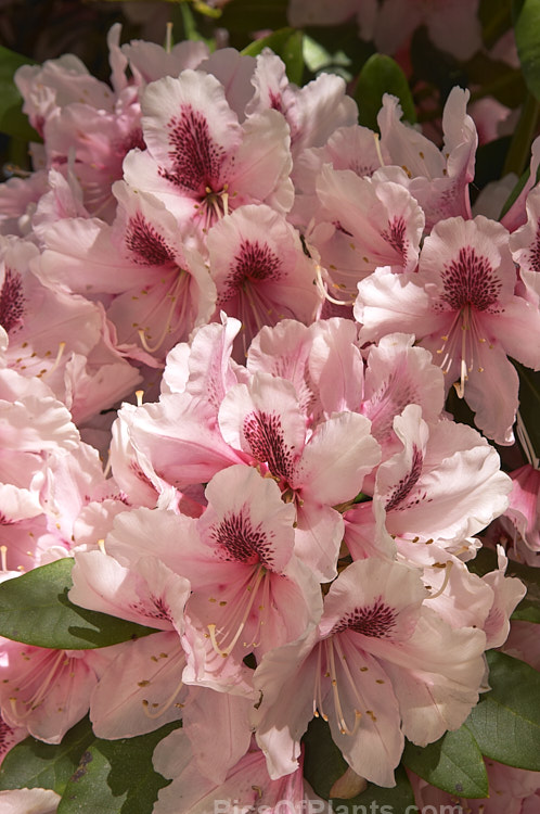 <i>Rhododendron</i> 'Mrs G.W. Leak' ('Coombe Royal' x 'Chevalier Felix de Sauvage'), a 2-4m high shrub raised by Koster of Holland before 1934.The boldly marked flowers are usually abundant and very distinctive with the red flare in the throat. Order: Ericales, Family: Ericaceae