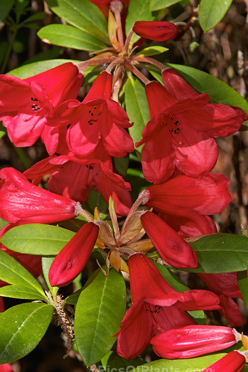 <i>Rhododendron</i> 'May Day', a compact British-raised, red-flowered cultivar that grows to around 1.5m high and wide. The leaves have a pale indumentum on the undersides. Order: Ericales, Family: Ericaceae