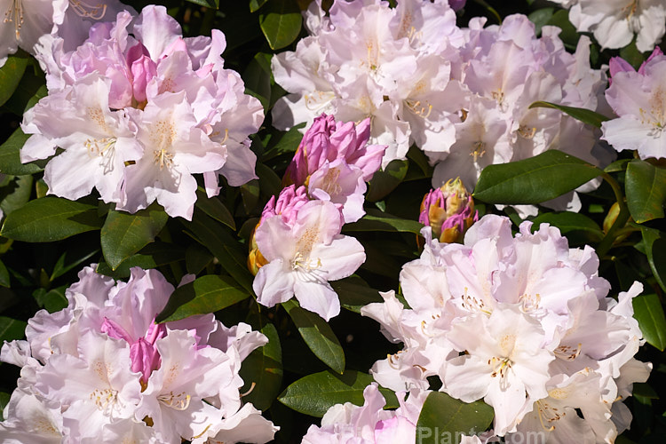 <i>Rhododendron</i> 'Hoppy' (<i>Rhododendron degronianum</i> subsp. <i>yakushimanum</i> x 'Doncaster'), a compact, rounded bush that blooms late midseason. It was raised by Waterer of England. Order: Ericales, Family: Ericaceae
