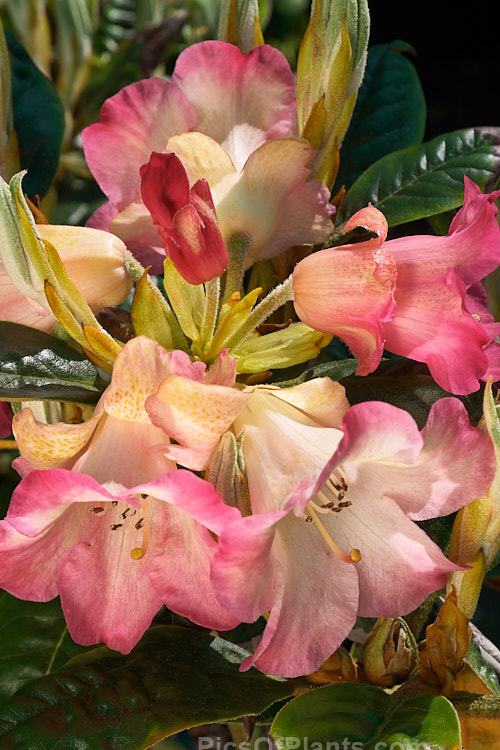 <i>Rhododendron</i> 'Gretzel' (<i>Rhododendron bureavii</i> x Fabia grex seedling</i>), a compact, 1m high and wide, dome-shaped shrub raised by Lem of the United States. Its lax trusses of pink bloom appear midseason. Order: Ericales, Family: Ericaceae