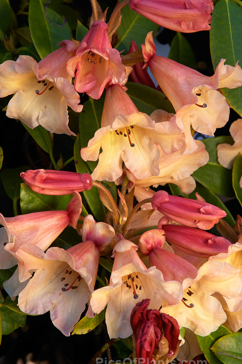 <i>Rhododendron</i> 'Jingle Bells' ('Fabia' x 'Ole Olson'), an American hybrid raised by Halfdan Lem and introduced in 1974 by James Elliot. It is often described as a compact bush, but with age it can exceed 2m high and wide. Order: Ericales, Family: Ericaceae