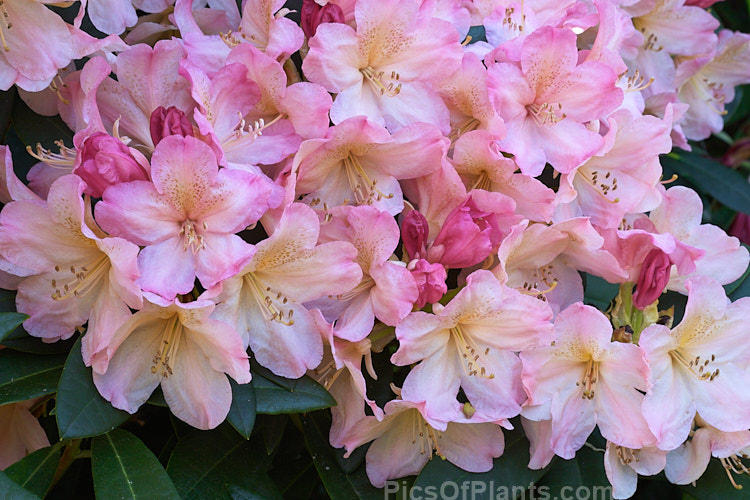 <i>Rhododendron</i> 'Percy Wiseman' (<i>Rhododendron degronianum</i> subsp. <i>yakushimanum</i> x Fabia 'Tangerine'), a rounded, 1-1.5m high, midseason-flowering shrub registered by Waterer, Sons & Crisp of Britain in 1971. Order: Ericales, Family: Ericaceae