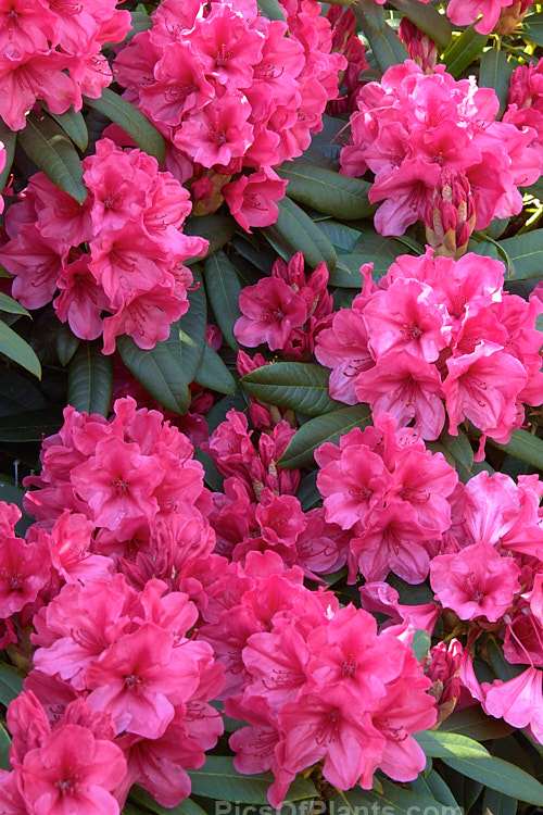 <i>Rhododendron</i> 'Cary Ann' ('Corona' x 'Vulcan'), a 1.2m high x 1.5wide cultivar with conical flower trusses that open midseason. Raised by Wright of the United States around 1962. Order: Ericales, Family: Ericaceae