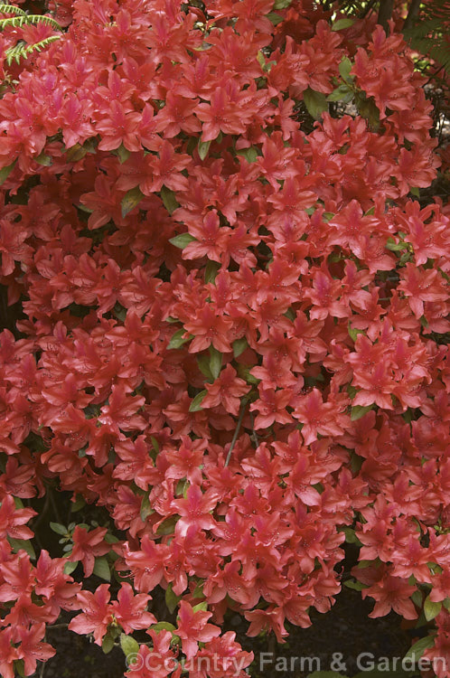 Rhododendron (evergreen azalea</i>) 'Red Robin', (syn 'Waka. Kayede'), a low, spreading, heavy-flowering cultivar with bright orange red hose-in-hose flowers. It was one of the original. Wilson. Kurume azalea introductions (<i>Number 38)