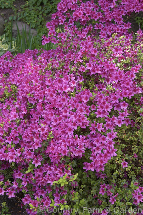 Rhododendron (evergreen azalea</i>) 'Purple Glitters' (syn 'Nuccio's Purple Glitters'), a 'Hino. Crimson' x 'Laughing. Water' hybrid by Nuccio of California
