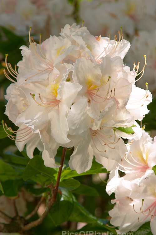 Rhododendron (deciduous azalea</i>) 'Cream Bun', a hybrid of uncertain origins — probably New Zealand-raised The flowers are mildly scented. Order: Ericales, Family: Ericaceae