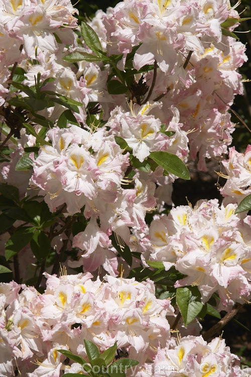Rhododendron (deciduous azalea</i>) 'Ho'o', a deciduous azalea of uncertain origins, not to be confused with the Kurume hybrid of the same name