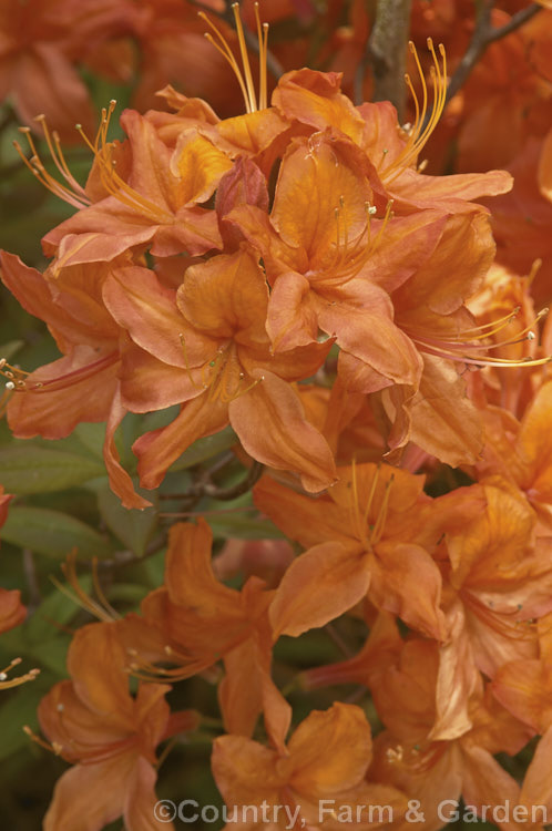 Rhododendron (deciduous azalea</i>) 'Ming' (syn 'Ilam. Ming'), an Ilam hybrid raised by Dr. Yeates of Palmerston. North, NZ