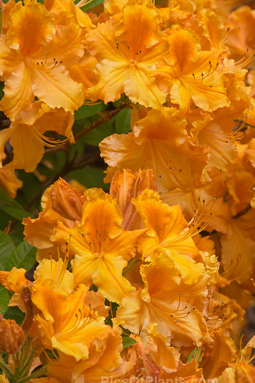 <i>Rhododendron</i> (deciduous azalea</i>) 'Yellow Beauty' (syn. 'Ilam Yellow Beauty'), an Ilam hybrid raised by Dr. Yeates of Palmerston North, NZ. Order: Ericales, Family: Ericaceae