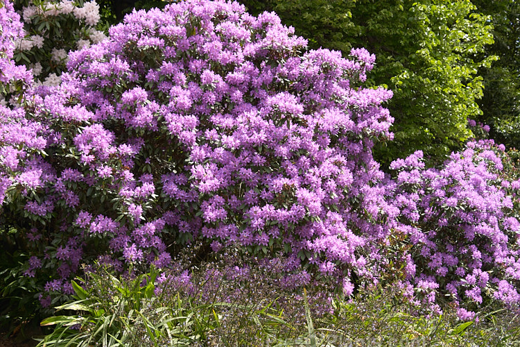 Pontic Rhododendron (<i>Rhododendron ponticum</i>), a large, evergreen, late spring- to early summer-flowering shrub native to the Mediterranean region. It can grow to over 8m tall, is tough and adaptable, and has naturalised in many temperate areas. Order: Ericales, Family: Ericaceae