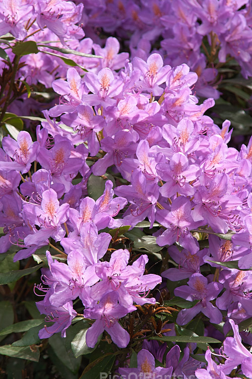 Pontic Rhododendron (<i>Rhododendron ponticum</i>), a large, evergreen, late spring- to early summer-flowering shrub native to the Mediterranean region. It can grow to over 8m tall, is tough and adaptable, and has naturalised in many temperate areas. Order: Ericales, Family: Ericaceae