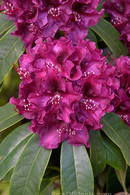 <i>Rhododendron</i> 'Olin O. Dobbs' ('Mars' x 'Purple Splendour'), a 1.2-2m high shrub raised by Dobbs of the USA and introduced by Greer in 1979. Its flowers are a distinctive reddish-purple shade with a variably sized blotch. Order: Ericales, Family: Ericaceae