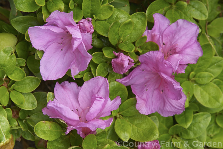 Rhododendron (evergreen azalea</i>) 'Tenino', a midseason, deep pinkish purple hose in hose. Large blooms on a small bush 40 cm high × 80 cm wide