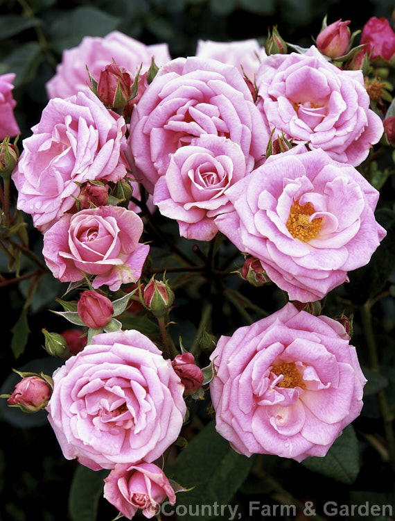 Rosa 'August Seebauer' ('Break o' Day' x 'Else Poulsen'), a Cluster-flowered (<i>Floribunda</i>) bush raised by Kordes of Germany in 1944. Also known as 'Queen Mother'. Order: Rosales, Family: Rosaceae