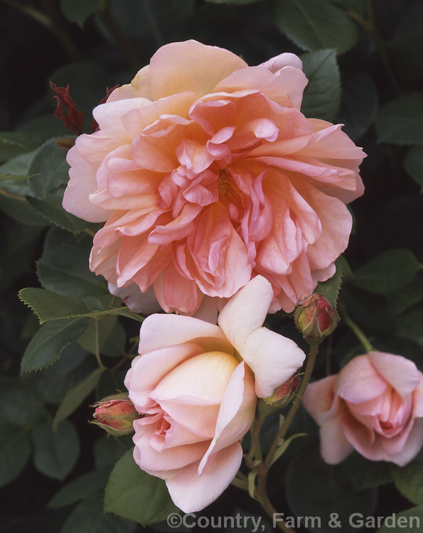Rosa 'Autumn Leaves'. An English rose raised by Austin of England in 1985. Order: Rosales, Family: Rosaceae