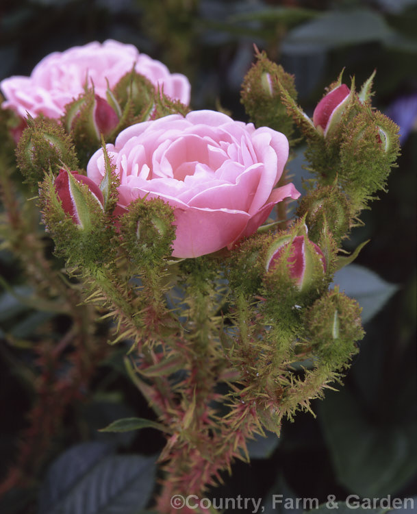 Rosa 'Dresden. Doll' ('Fairy Moss' x Moss. Rose seedling</i>), a scented, moss-flowered Miniature Rose raised by Moore of the United States in 1975. It has a low, spreading habit. Order: Rosales, Family: Rosaceae