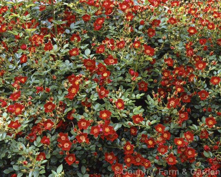Rosa 'Eyeopener' (syns 'Erica', 'Tapis. Rouge' [(seedling x 'Eyepaint') x (seedling x 'Dortmund')]) . A groundcover. Shrub rose raised by Ilsink of Holland and introduced in 1987. Order: Rosales, Family: Rosaceae