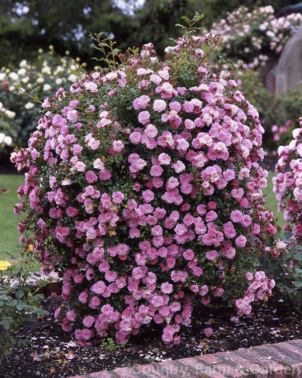 Rosa 'Pink Bells' a Miniature raised by Poulsen of Denmark in 1983. Shown here trained as a weeping standard. Order: Rosales, Family: Rosaceae