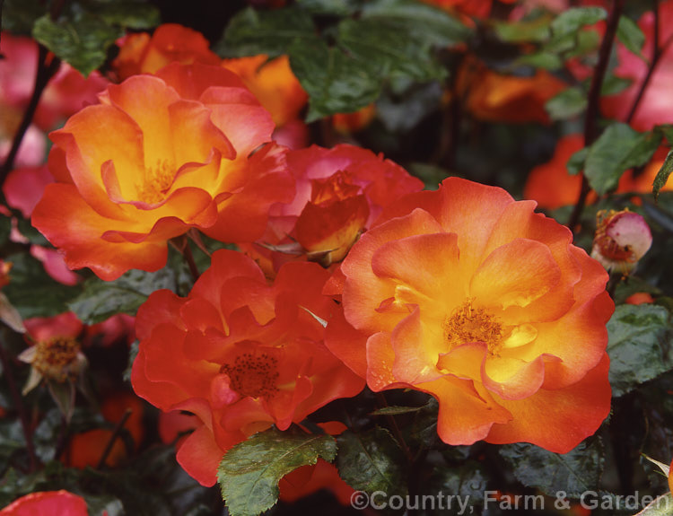 Rosa 'Playboy' (syn 'Cheerio' ['City of Leeds' x ('Chanelle' x 'Piccadilly')]), a Cluster-flowered (<i>Floribunda</i>) bush raised by Cocker of Scotland and introduced in 1976. Order: Rosales, Family: Rosaceae